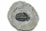 Detailed Gerastos Trilobite Fossil - Morocco #243777-2